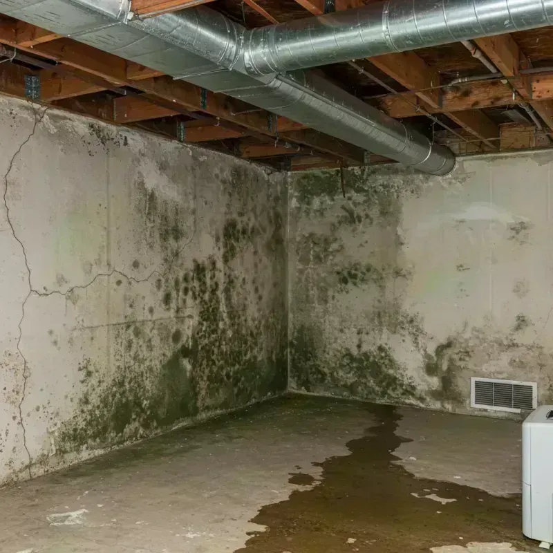 Professional Mold Removal in Monahans, TX